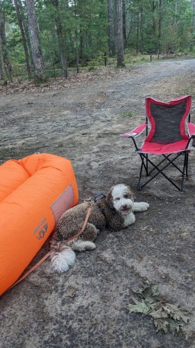 Our bernedoodle, Daisy, hanging out at the campsite